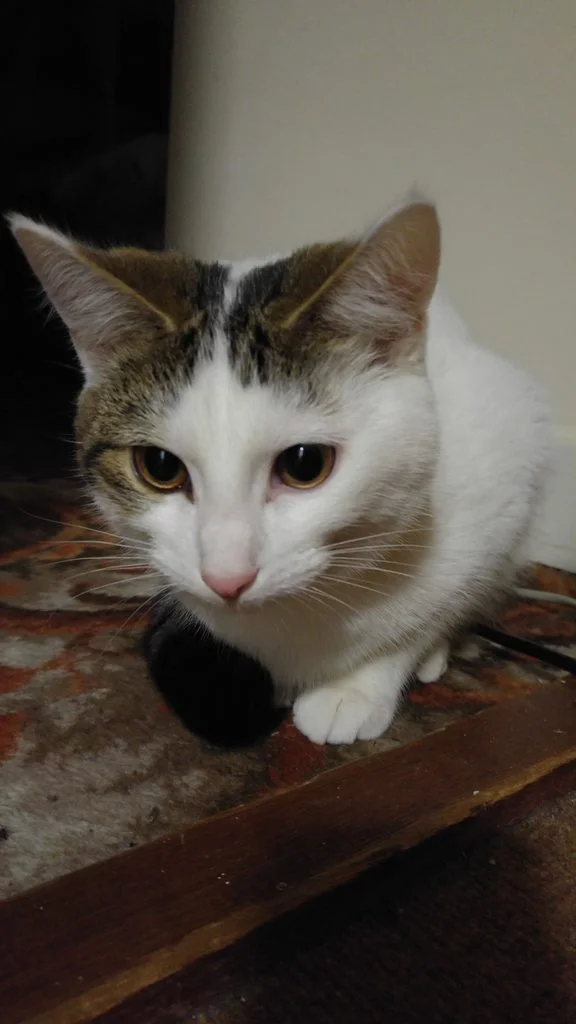 0NIGJu6h.webp