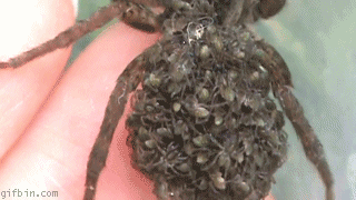0t5E1.gif