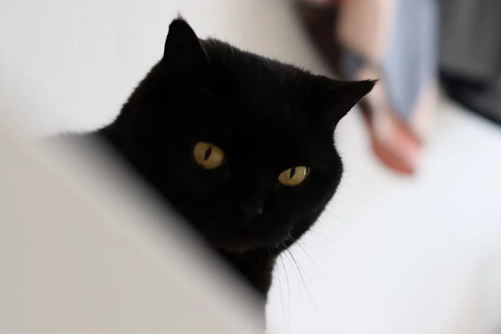 2YADnV1h.webp