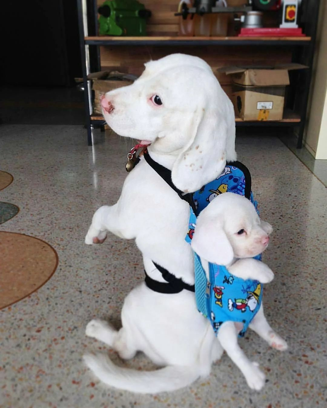 4MEGOML.webp