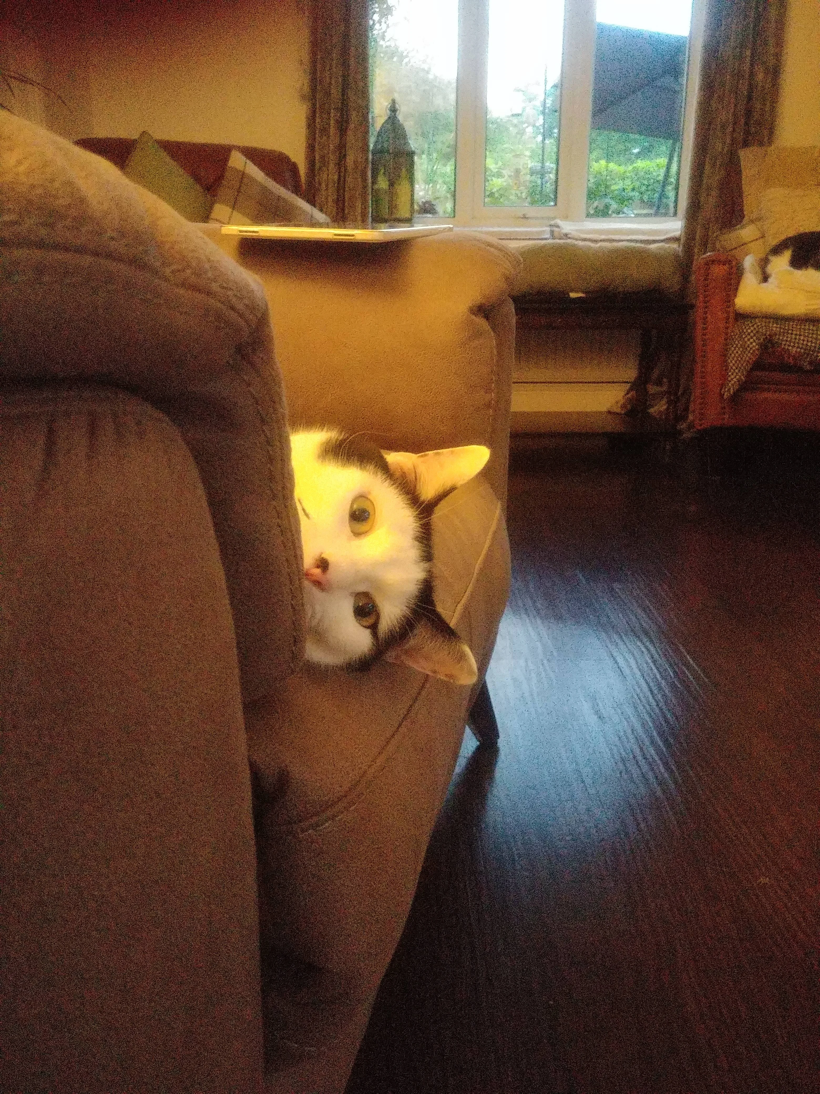 8IeLQkb.webp