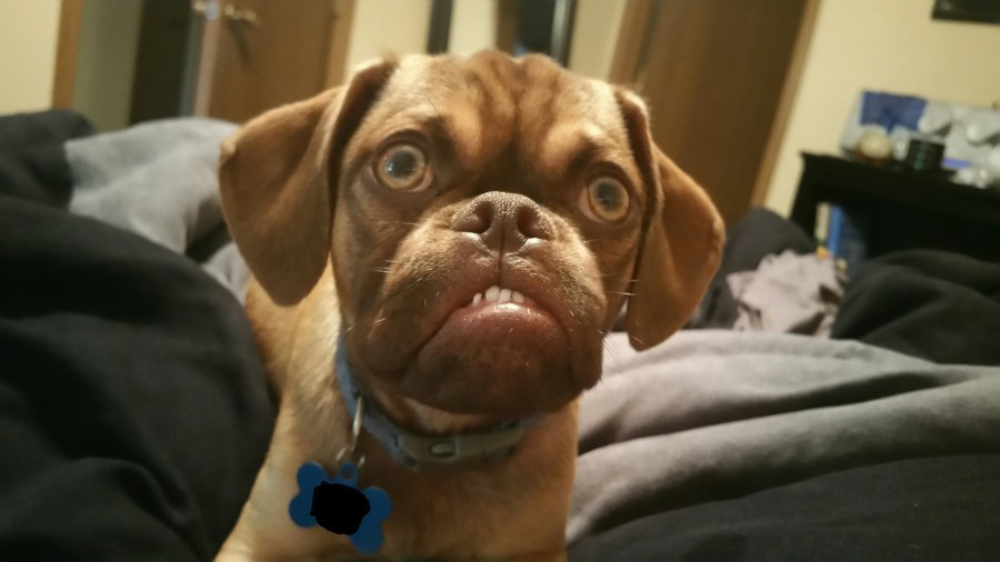 AJgwDP2.jpg