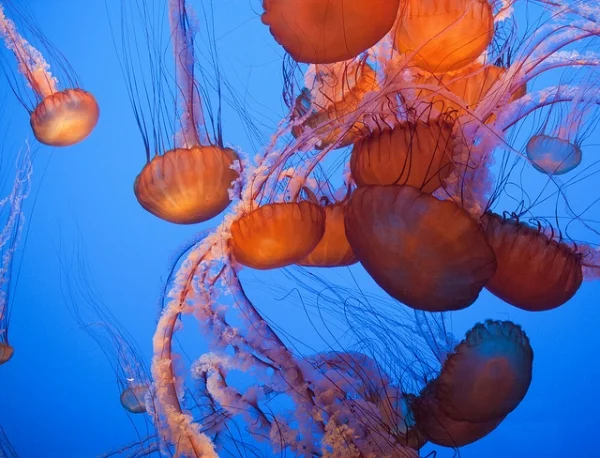 BjO38u5.webp