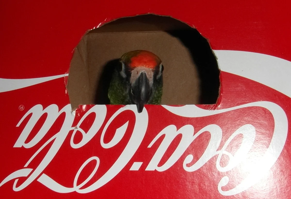 cxWgXZV.webp