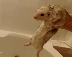 ECCaQNo.gif