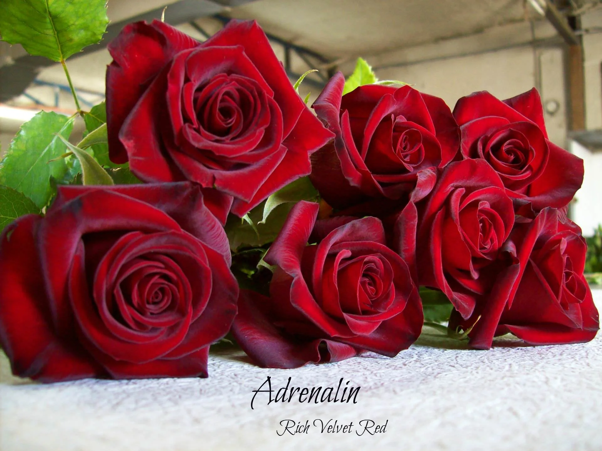 FDApSfD.webp