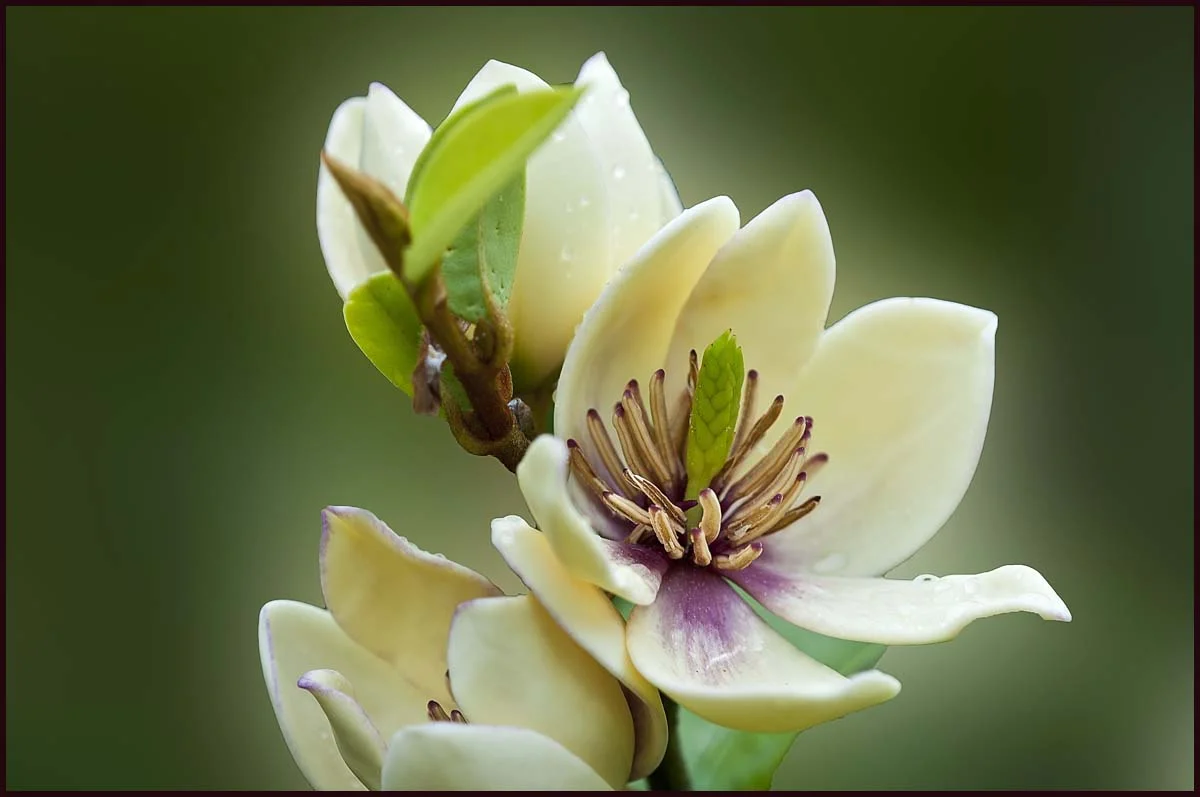 HdCn2pU.webp