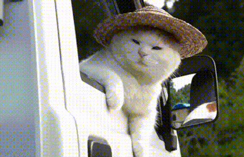 LZDQQoB.gif