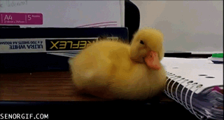 NGRLo11.gif