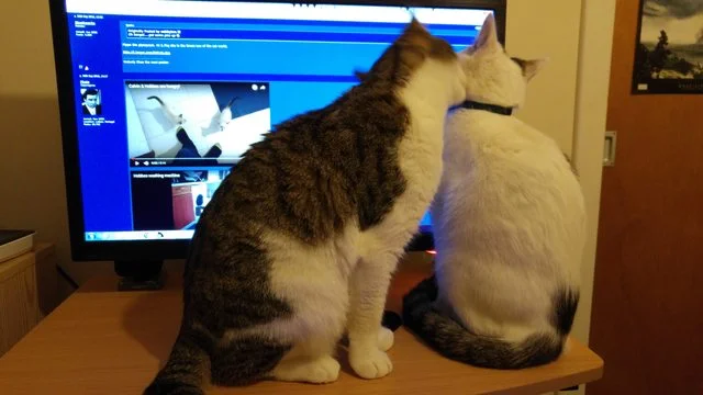 Ni4ViAel.webp