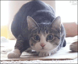 oakI3gL.gif