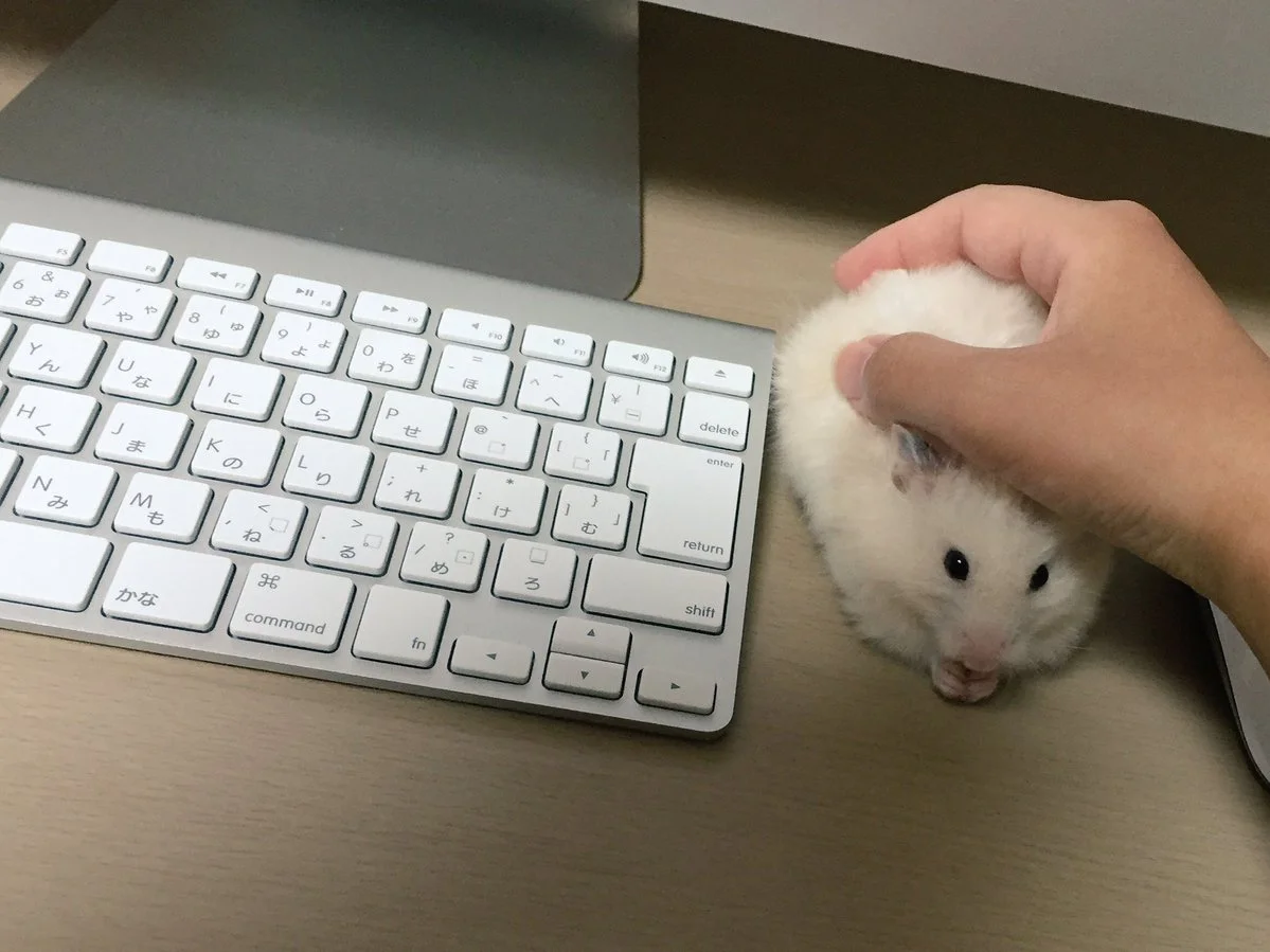 PcPPRh5.webp