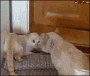 R7sN5.gif