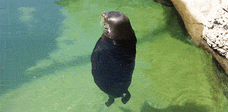 raCBLM6.gif