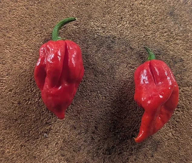 scorpions.webp