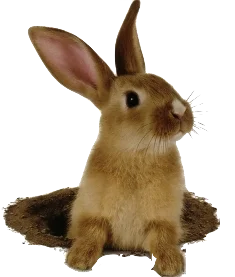 tfSdv.webp