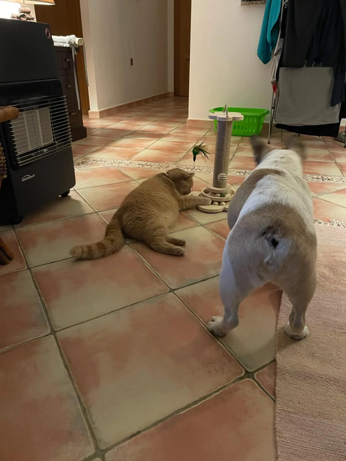 tkNH0Jf.webp